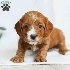 Mabel F1b, Cavapoo Puppy